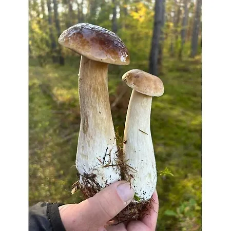 With 2 Bedrooms Semesterbostad