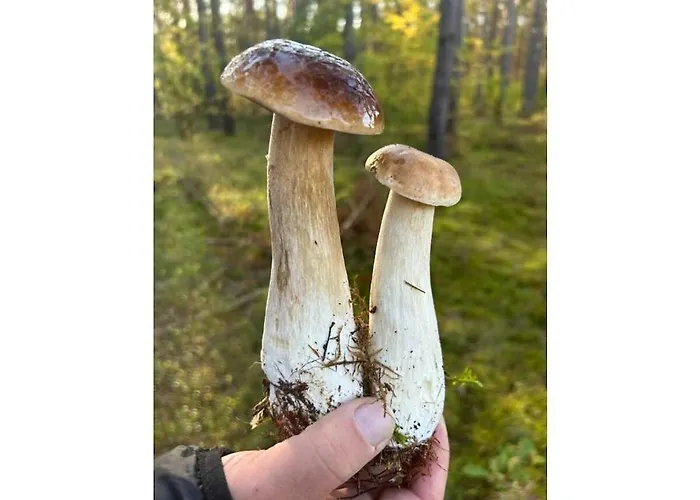 With 2 Bedrooms Semesterbostad